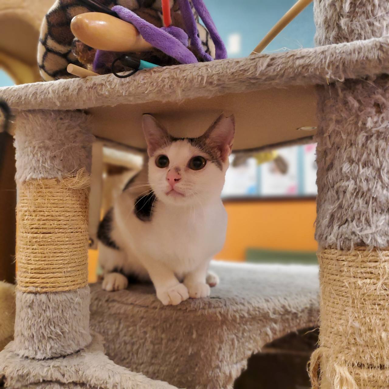 保護猫 もも