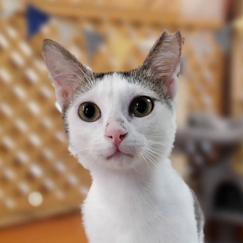保護猫 もも