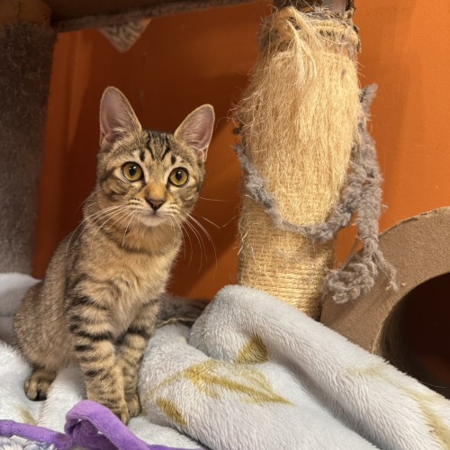 保護猫 ちょんぼり