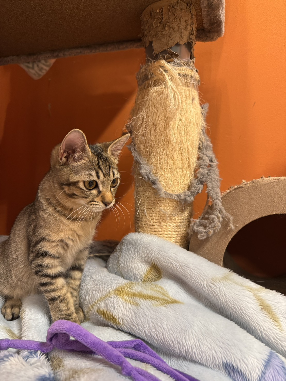 保護猫 ちょんぼり