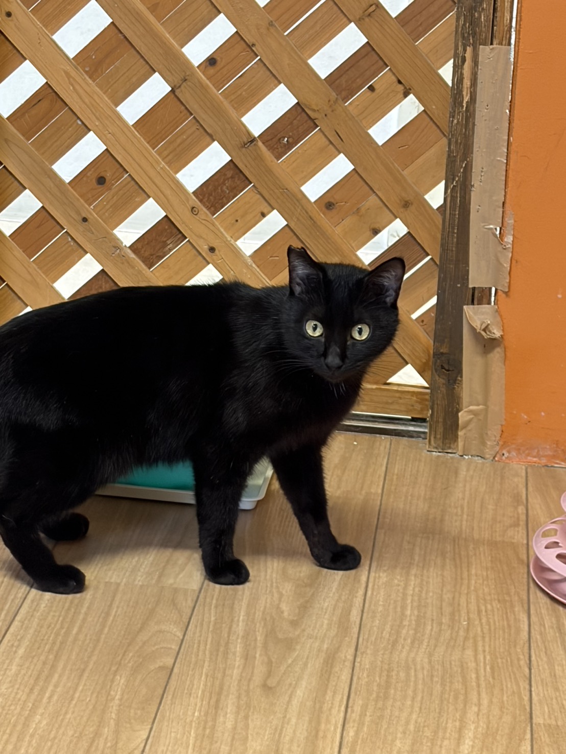 保護猫 カルビ