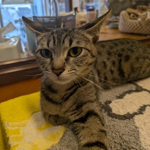 保護猫 まりん