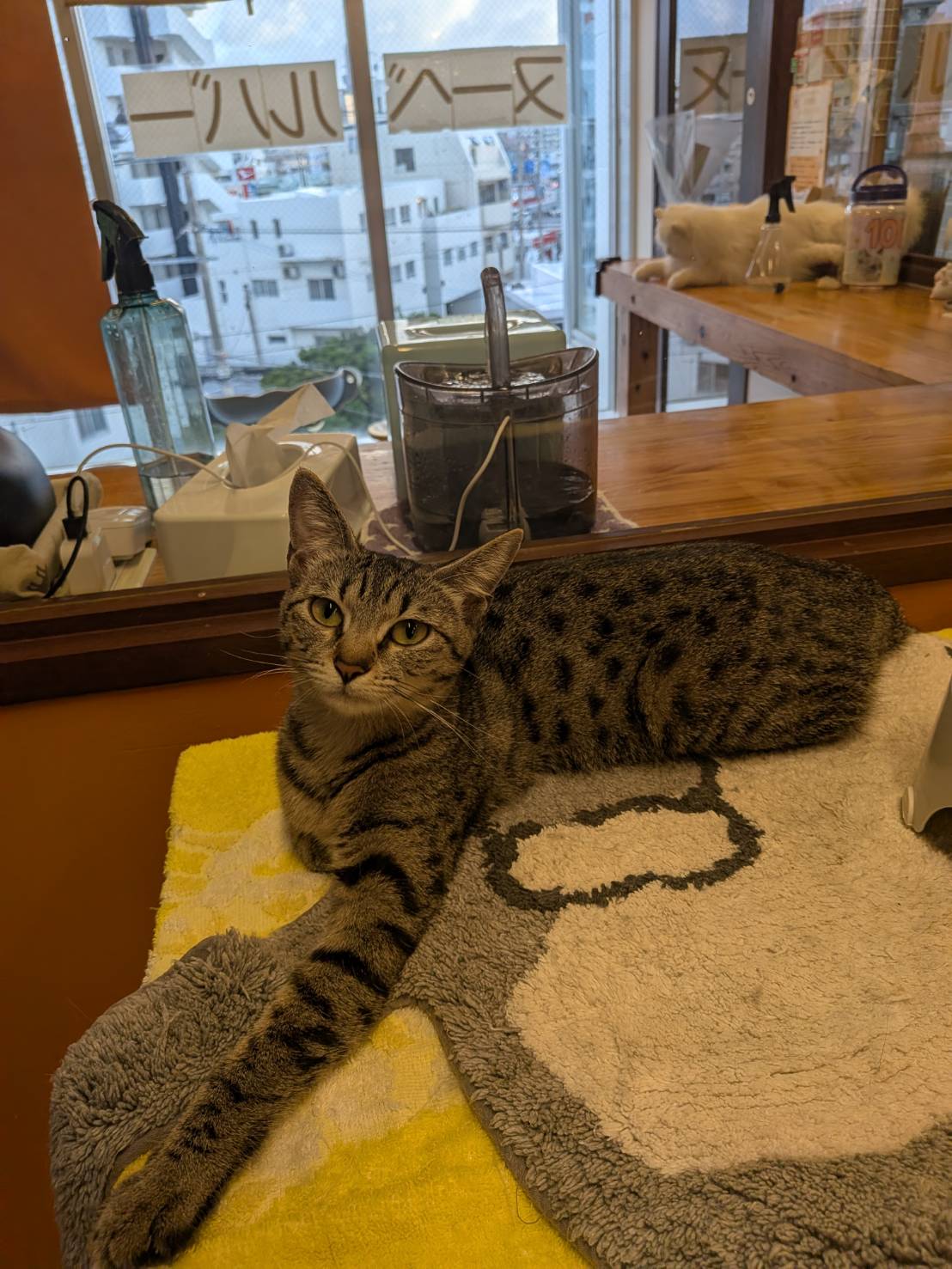 保護猫 まりん