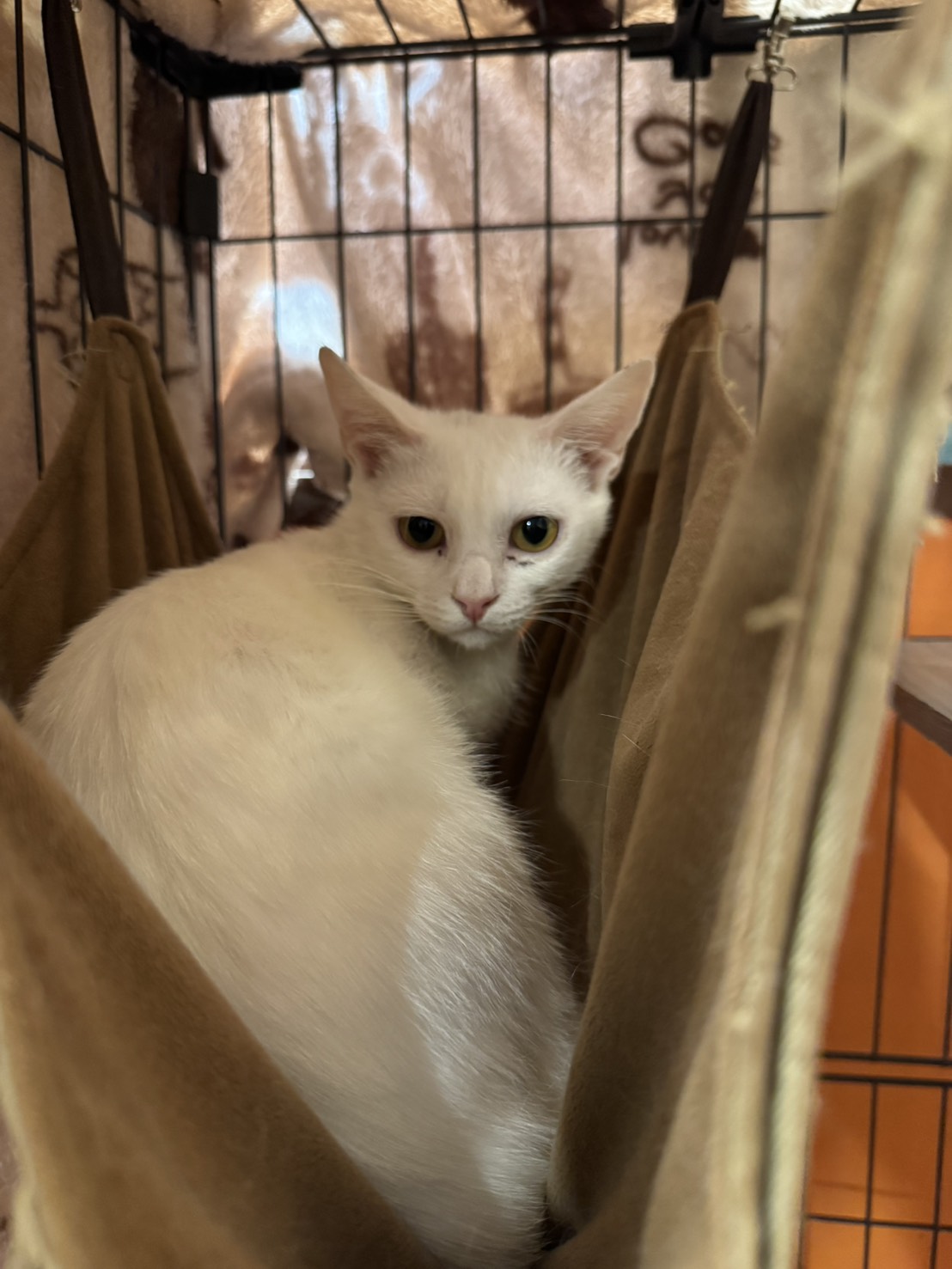保護猫 アイス