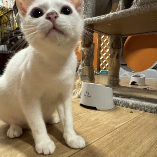 保護猫 クリーム