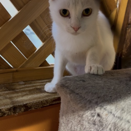 保護猫 アイス