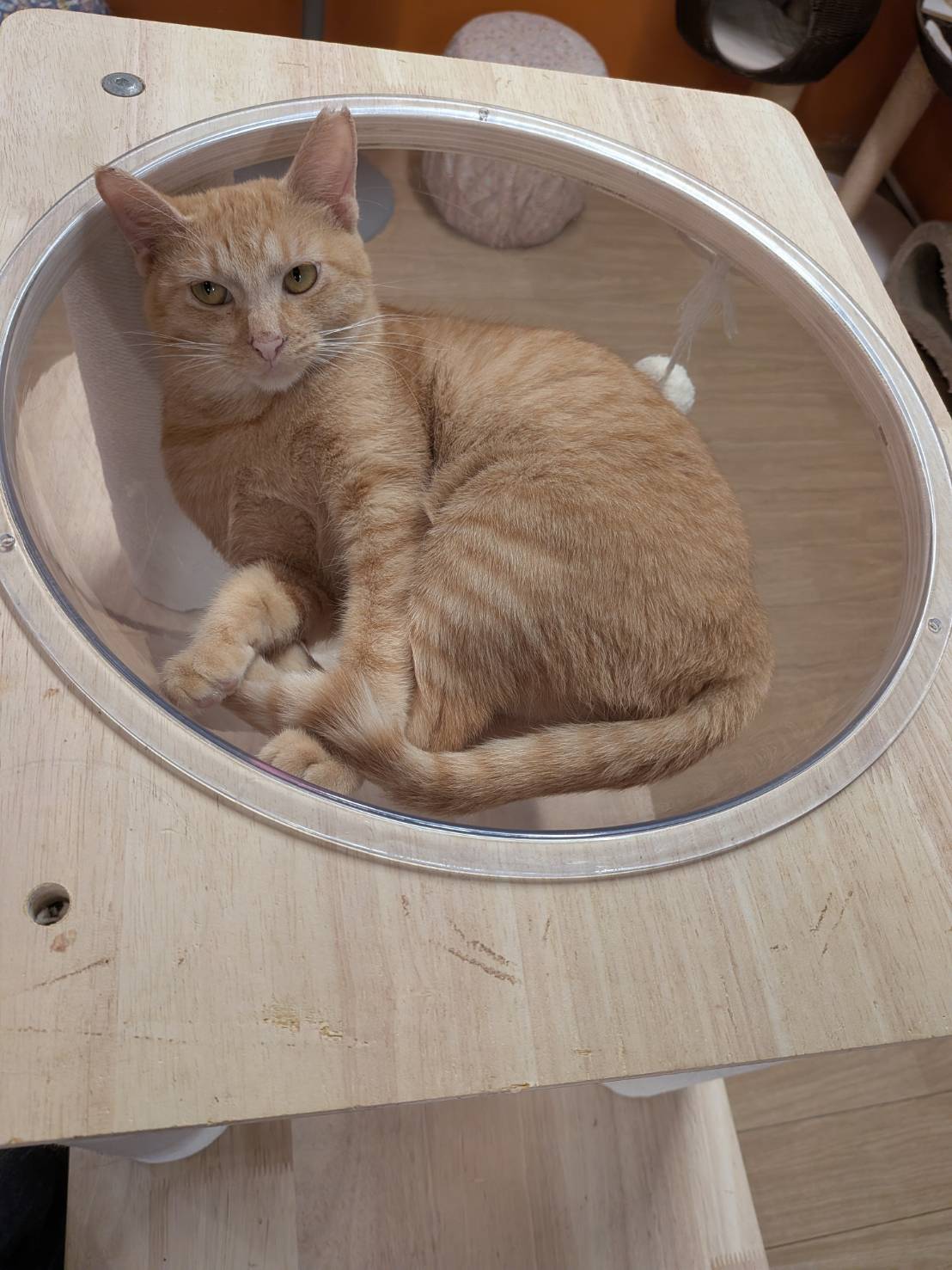 保護猫 ムギ