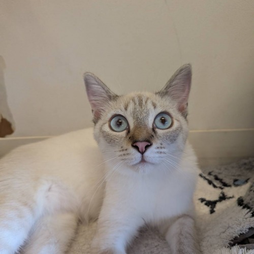 保護猫 ロマ