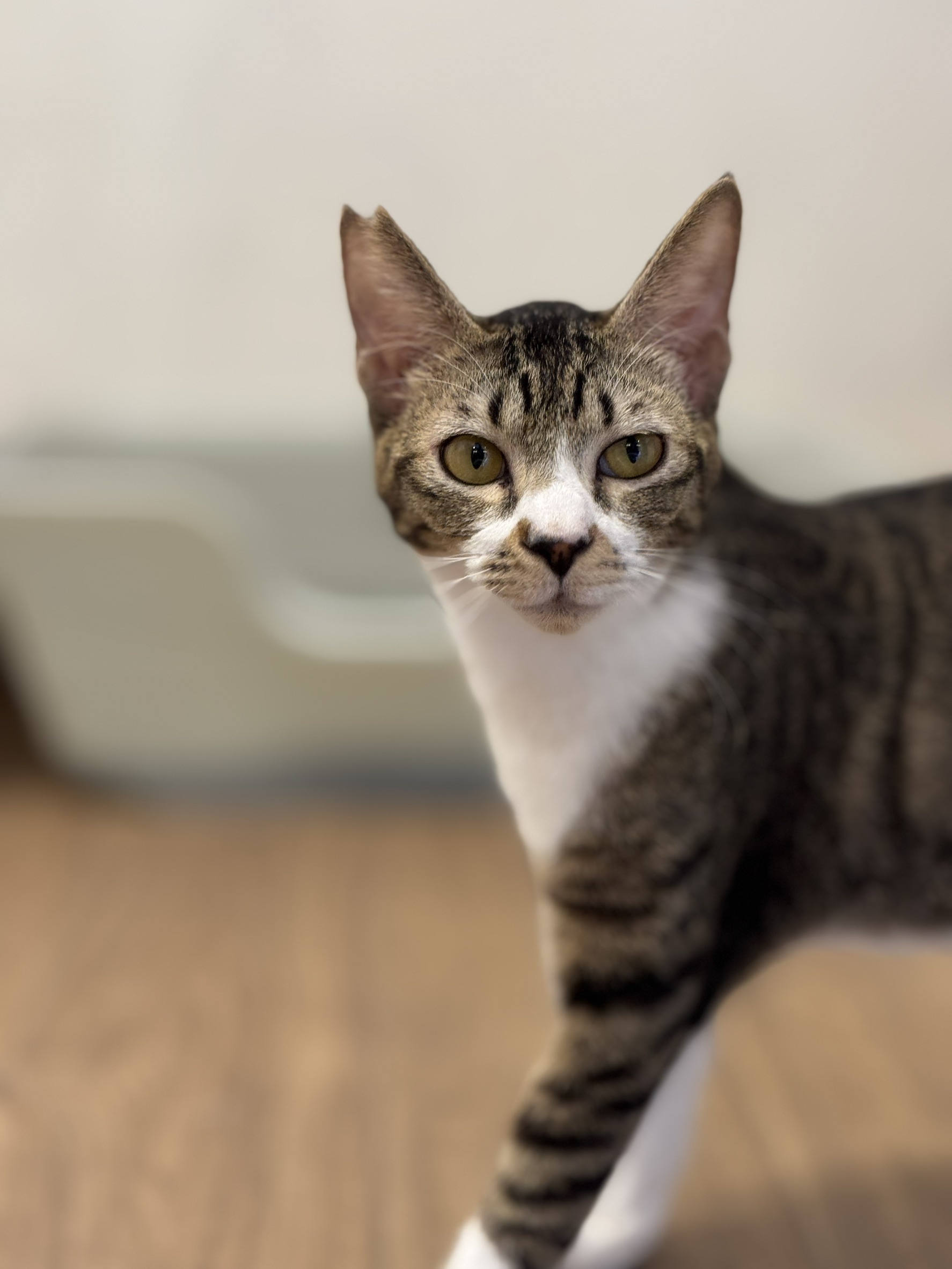 保護猫 わさび