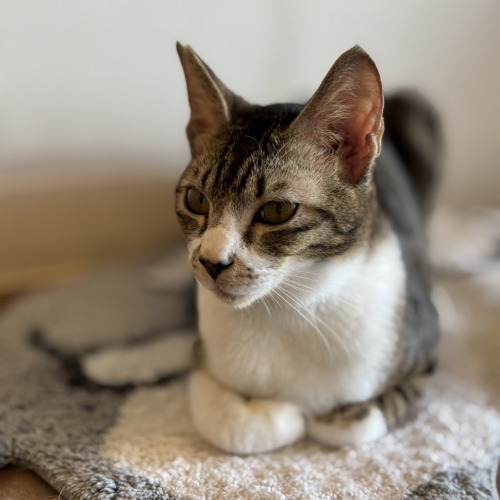 保護猫 わさび