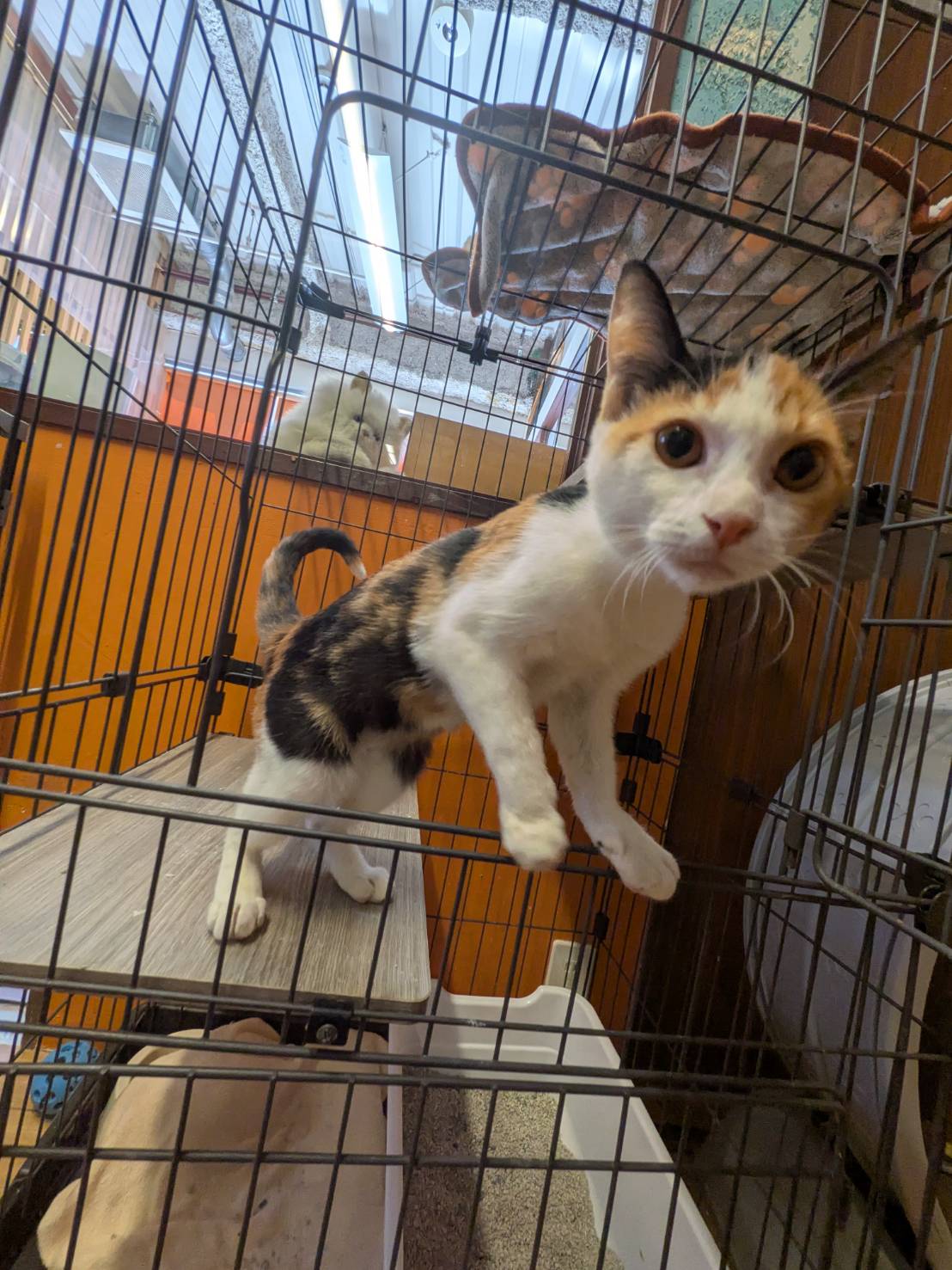 保護猫 幸