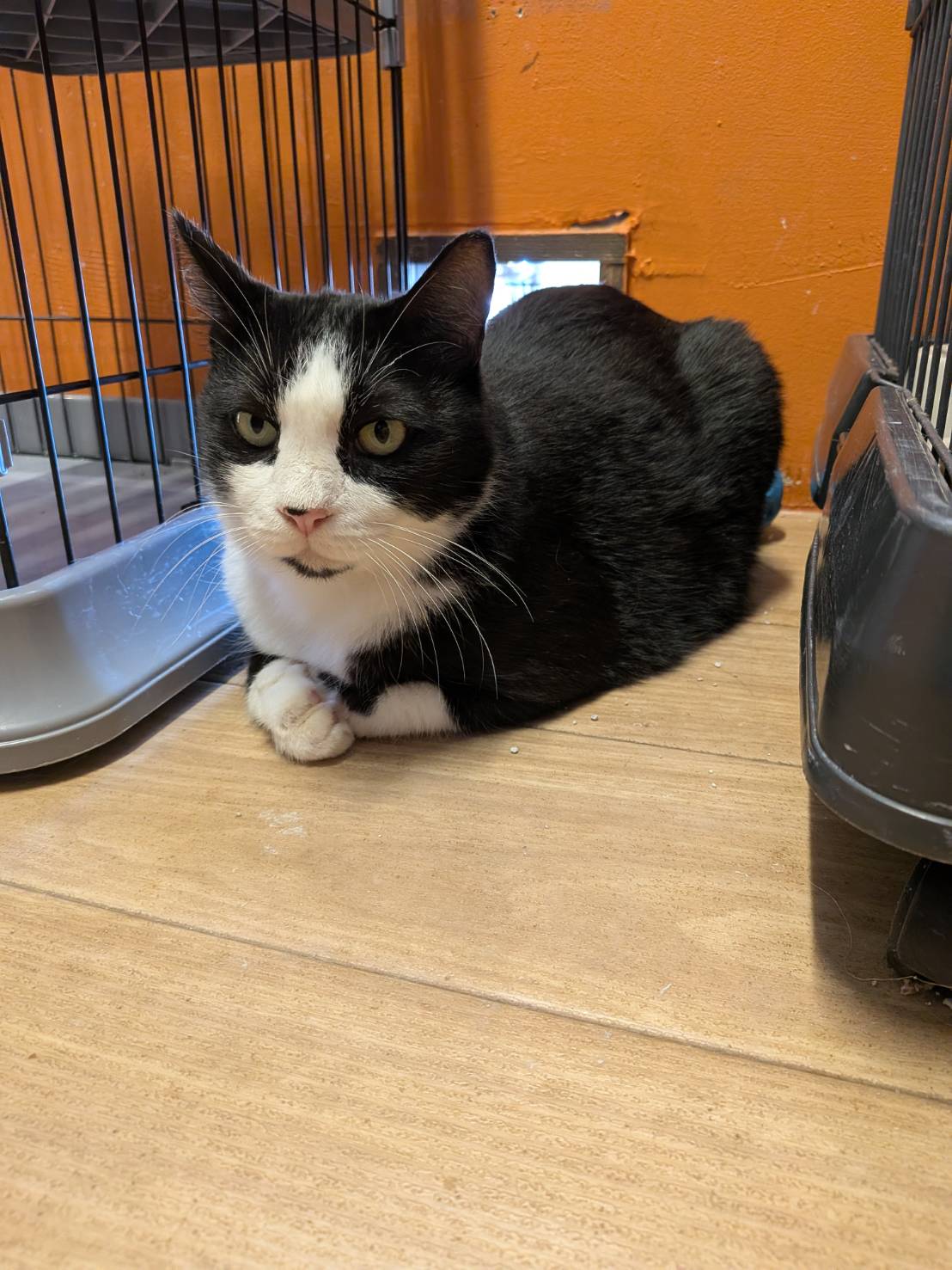 保護猫 ほし