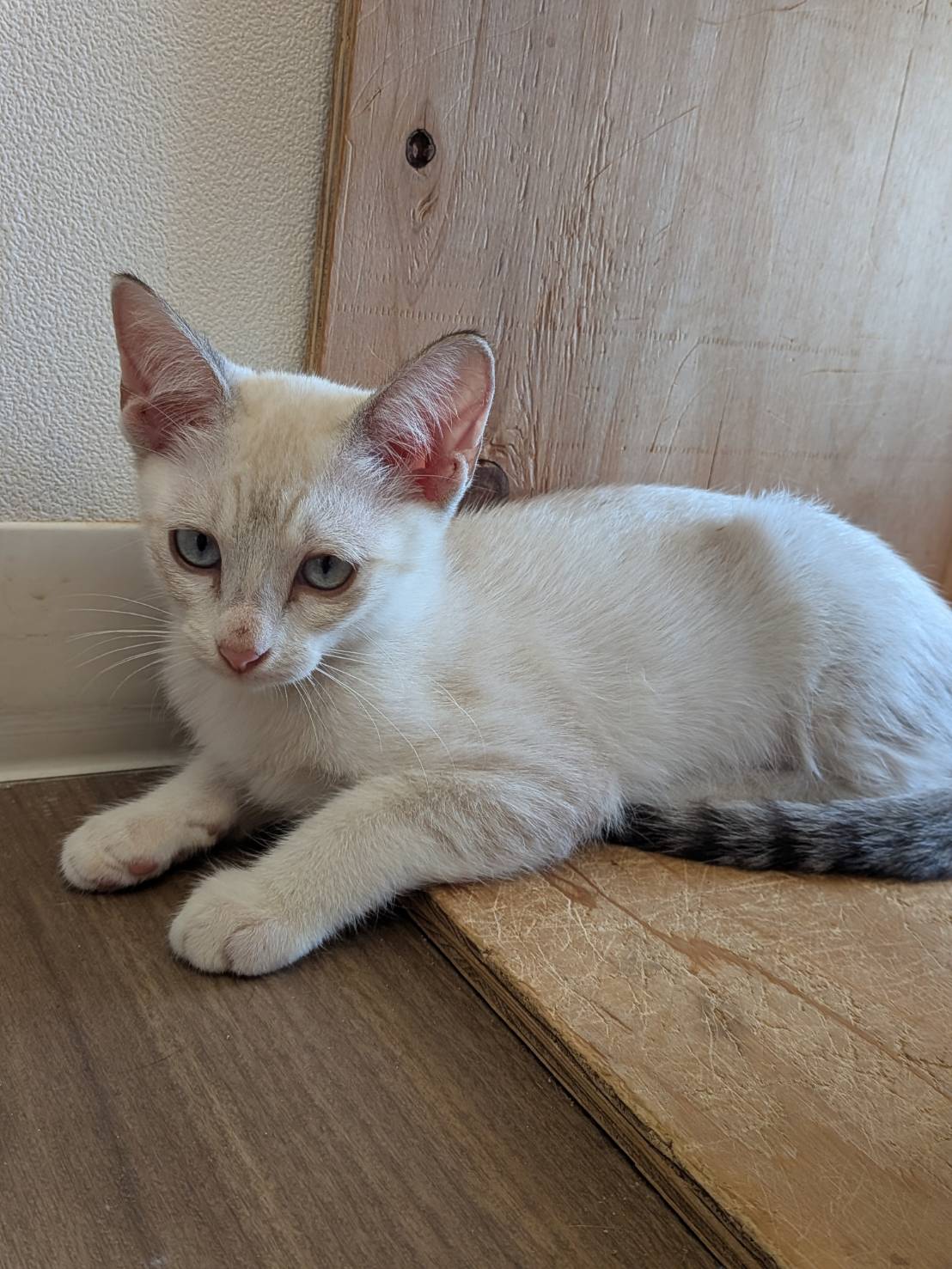 保護猫 ひまり