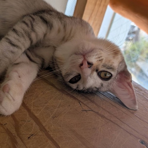 保護猫 はな