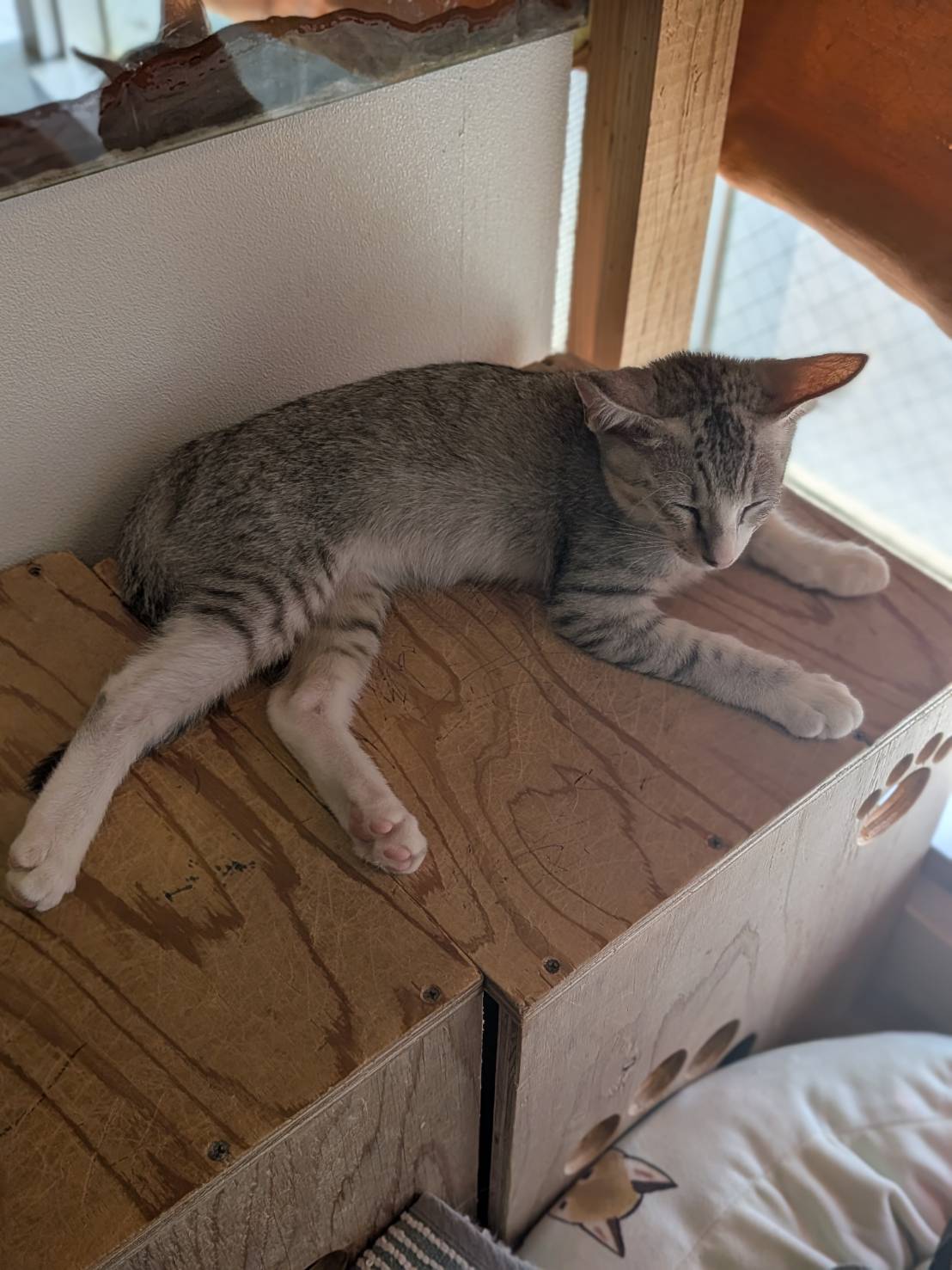 保護猫 はな